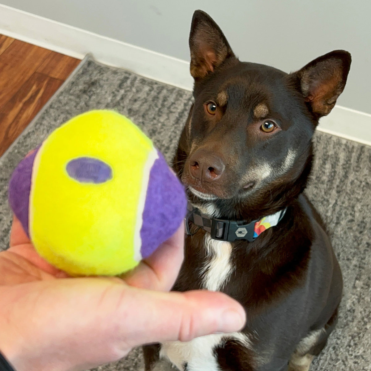 KONG AirDog Knobby Ball Dog Toy - Danbury, CT - New Milford, CT ...